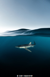 Blue on Blue- Curious blue shark cruising past on the ope... by Julian Hebenstreit 